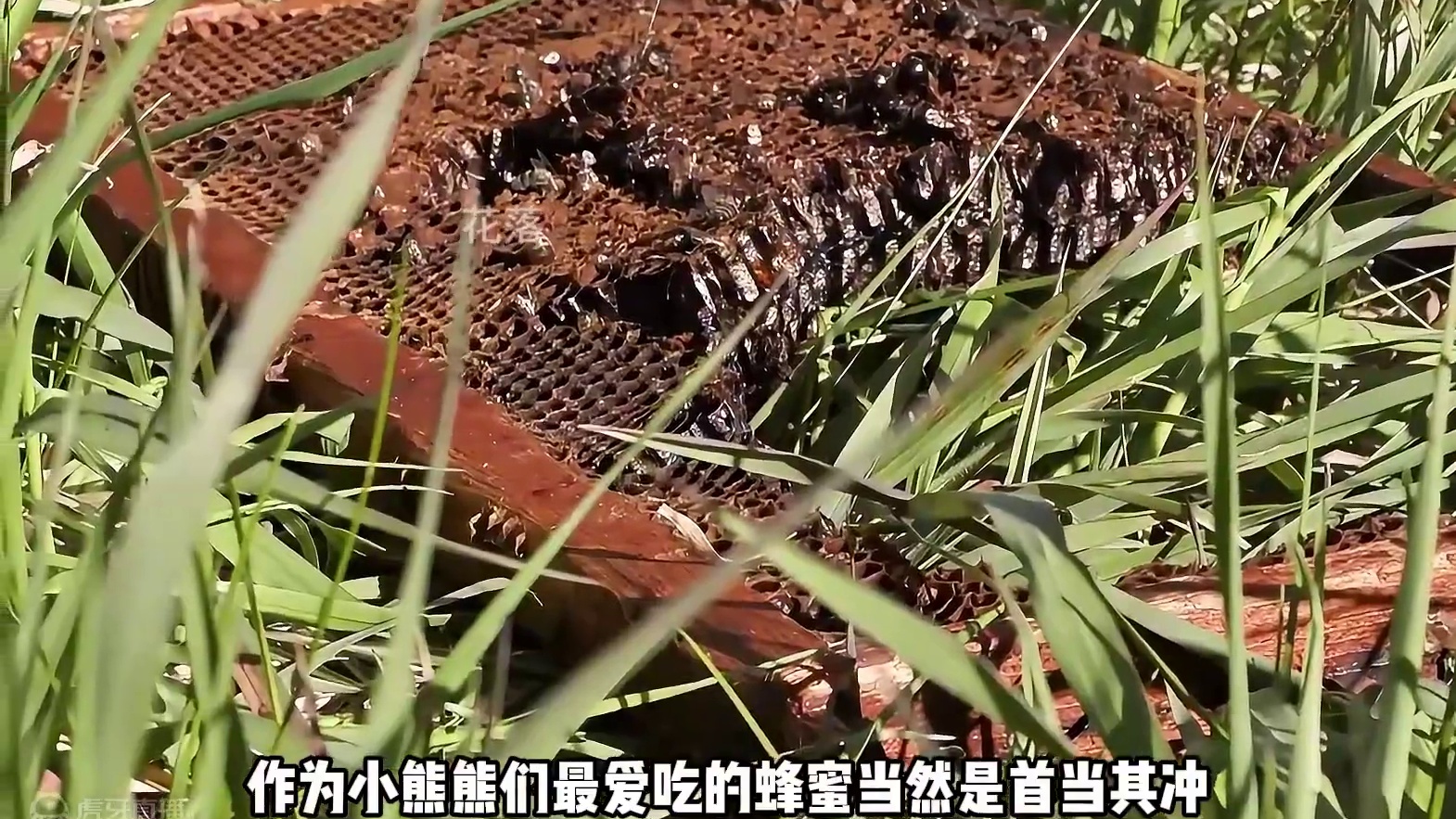 猎犬驱赶棕熊 #纪录片 #野外生活纪录片 #户外 #荒野求生