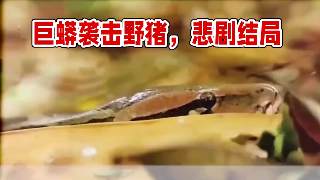 一条巨蟒因袭击一群野猪而遭遇悲催结局