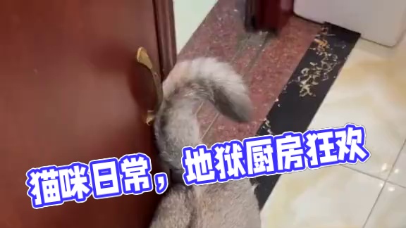 阿b开饭了，现在这个套餐很划算，你们快冲！ #记录猫咪日常 #地狱厨房 #这一小坨猫谁受得了