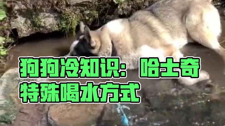 狗狗的冷知识你知道多少？ #冷知识 #狗狗