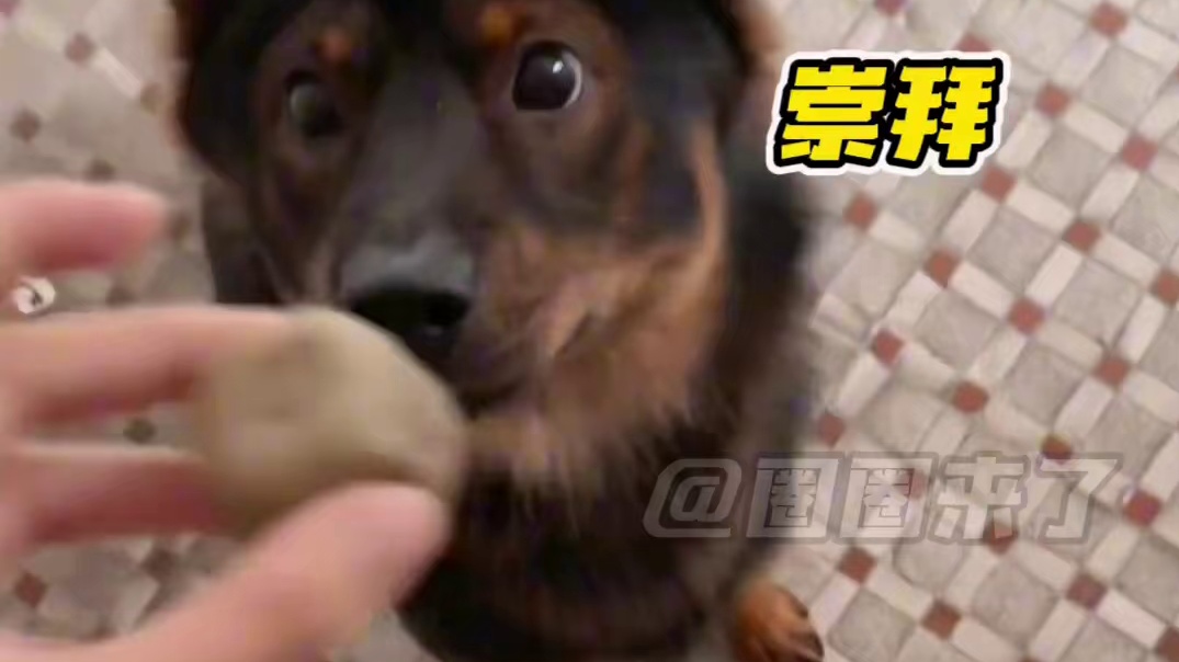 狗狗第二天出门遇见好朋狗：我妈妈！昨天！狂风暴雨！独自一狼！狩猎获得一群绿豆糕！牛不牛！！！（来源：