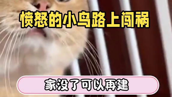 想想就生气啊！！#动物 #搞笑 #小鸟 #愤怒的小鸟