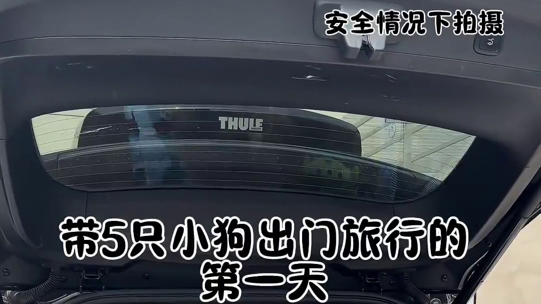 财家5狗出游的第一天~#万物可爱计划 #户外撒欢季 #狗狗 #汪星人的精致生活 #带着狗狗去旅行