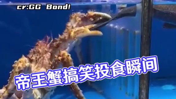 帝王蟹：还得是自己人！！#搞笑 #动物 #万万没想到