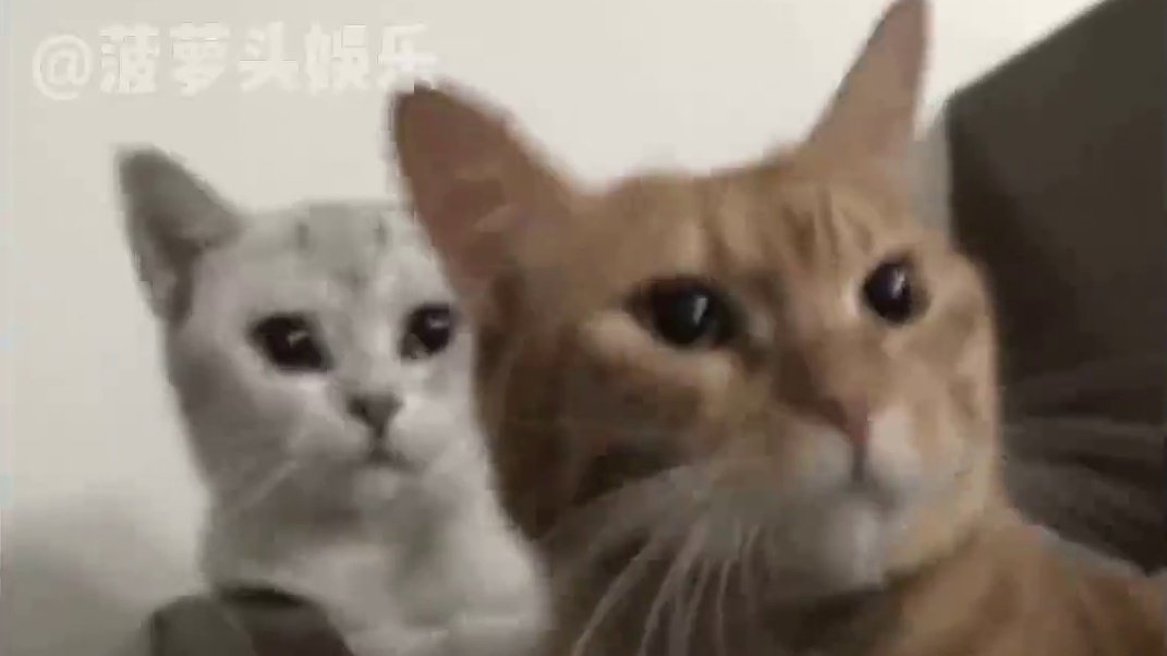 #周震南张颜齐ice音乐节疯子 周震南 张颜齐ice三个“舞台暴徒”差点把#闪光的夏天 现场点燃#闪