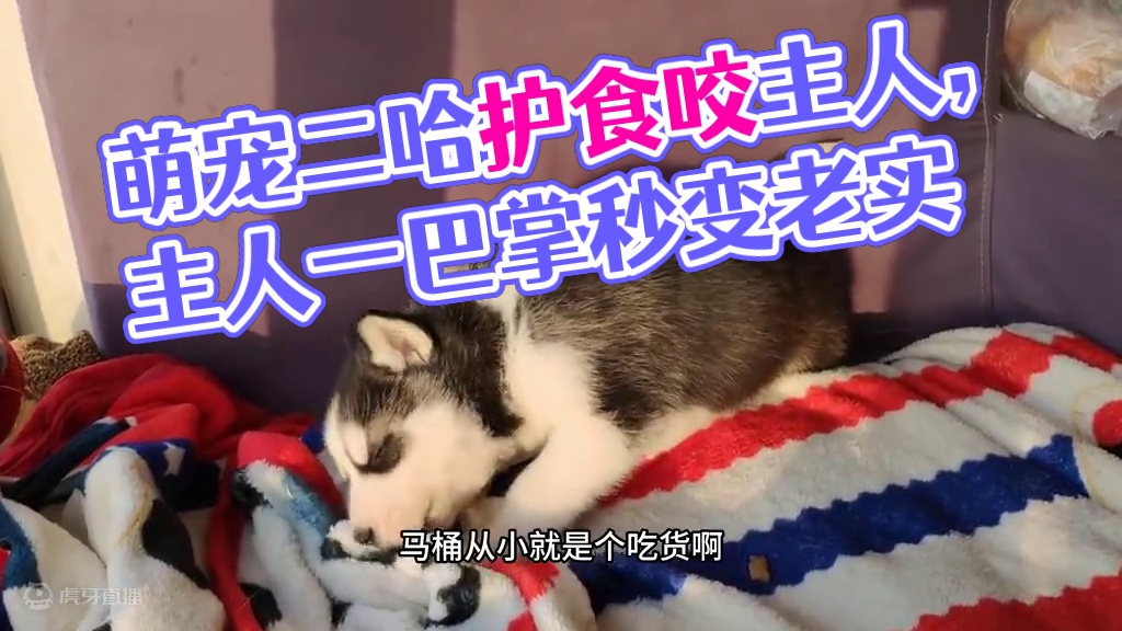小奶狗护食还龇牙咧嘴咬主人，主人一巴掌下去后，傻狗立马老实了 #二哈 #萌宠出道计划 #它真的好像个