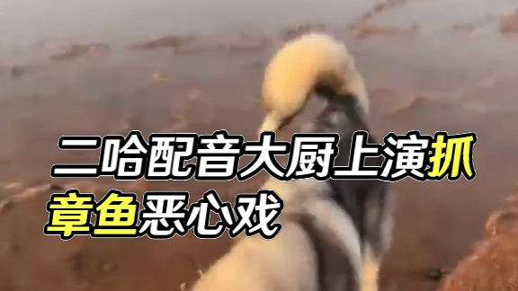 属实有点难为二哈了 #搞笑配音