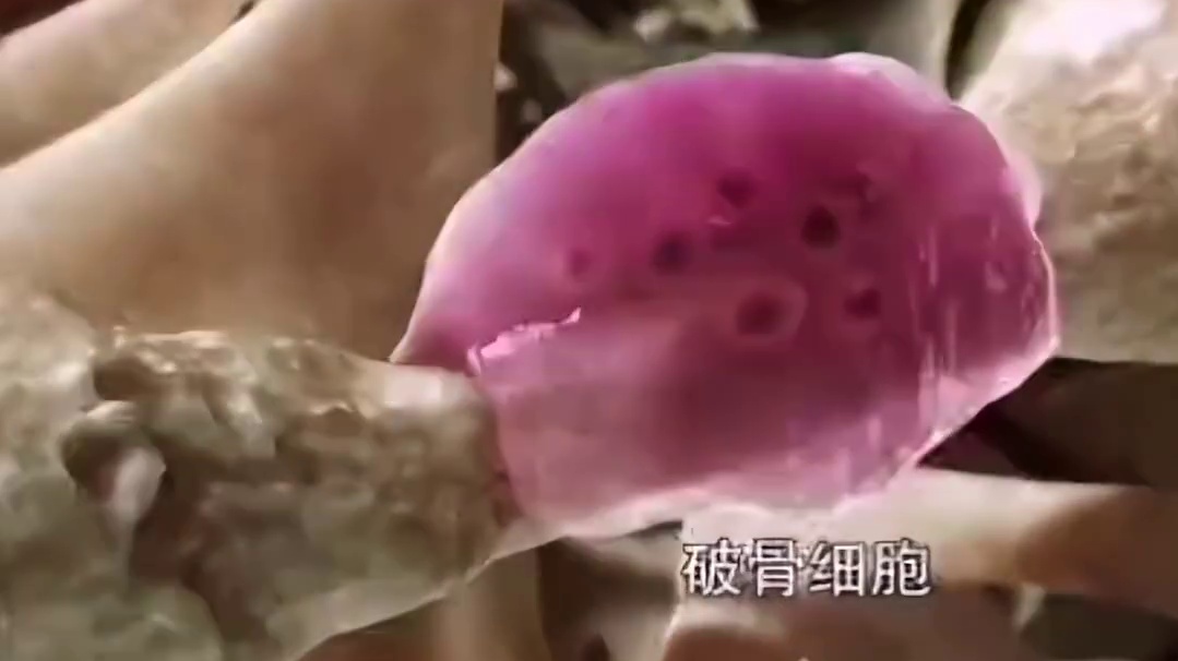 人体骨格生长的故事#希诺赛血糖调节套餐