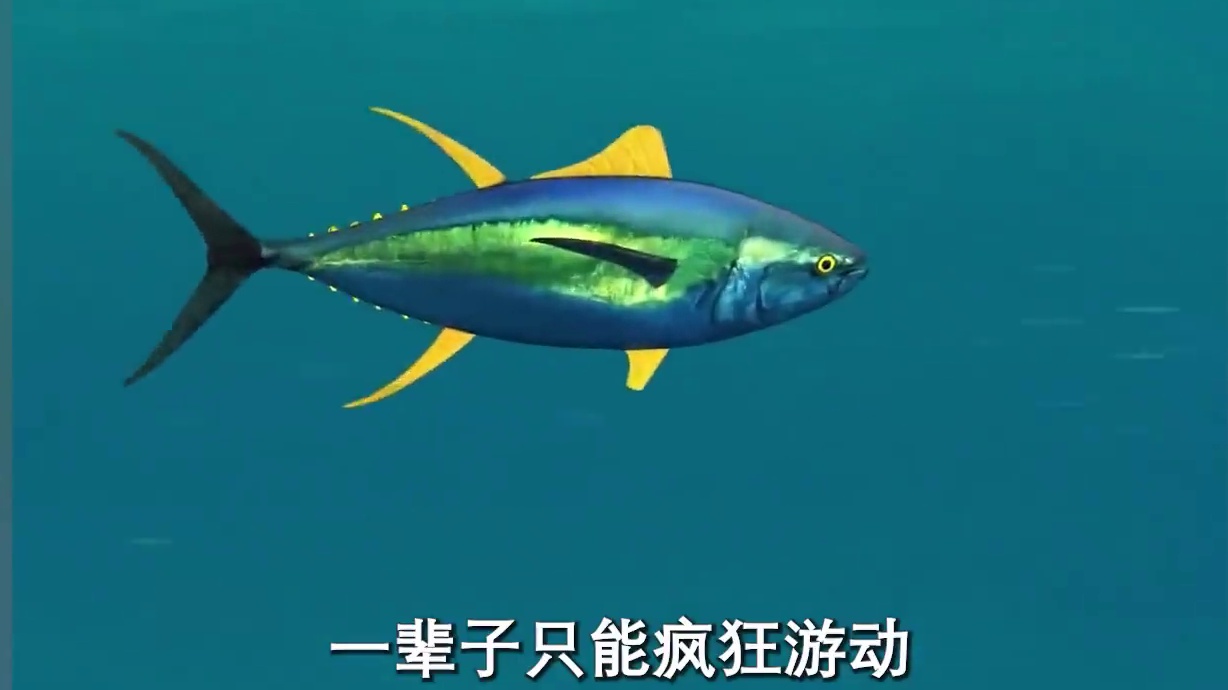 真没想到金枪鱼还有这样悲惨的一生#金枪鱼 #罐头 #制作过程 #科普