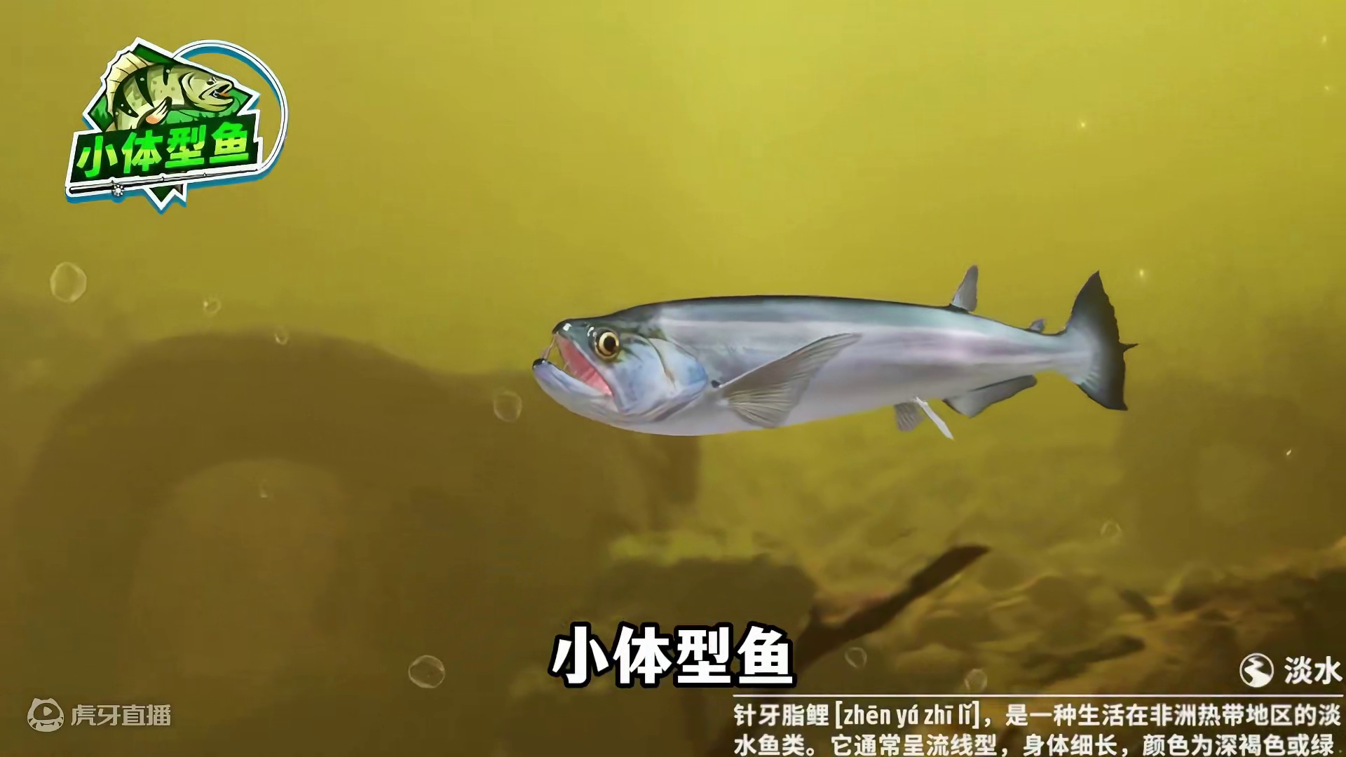 钓鱼大师里的鱼现实中都长什么样？ #钓鱼 #欢乐钓鱼大师