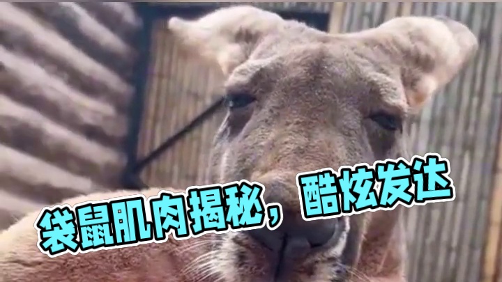 你知道袋鼠的肌肉吗？ #冷知识 #袋鼠