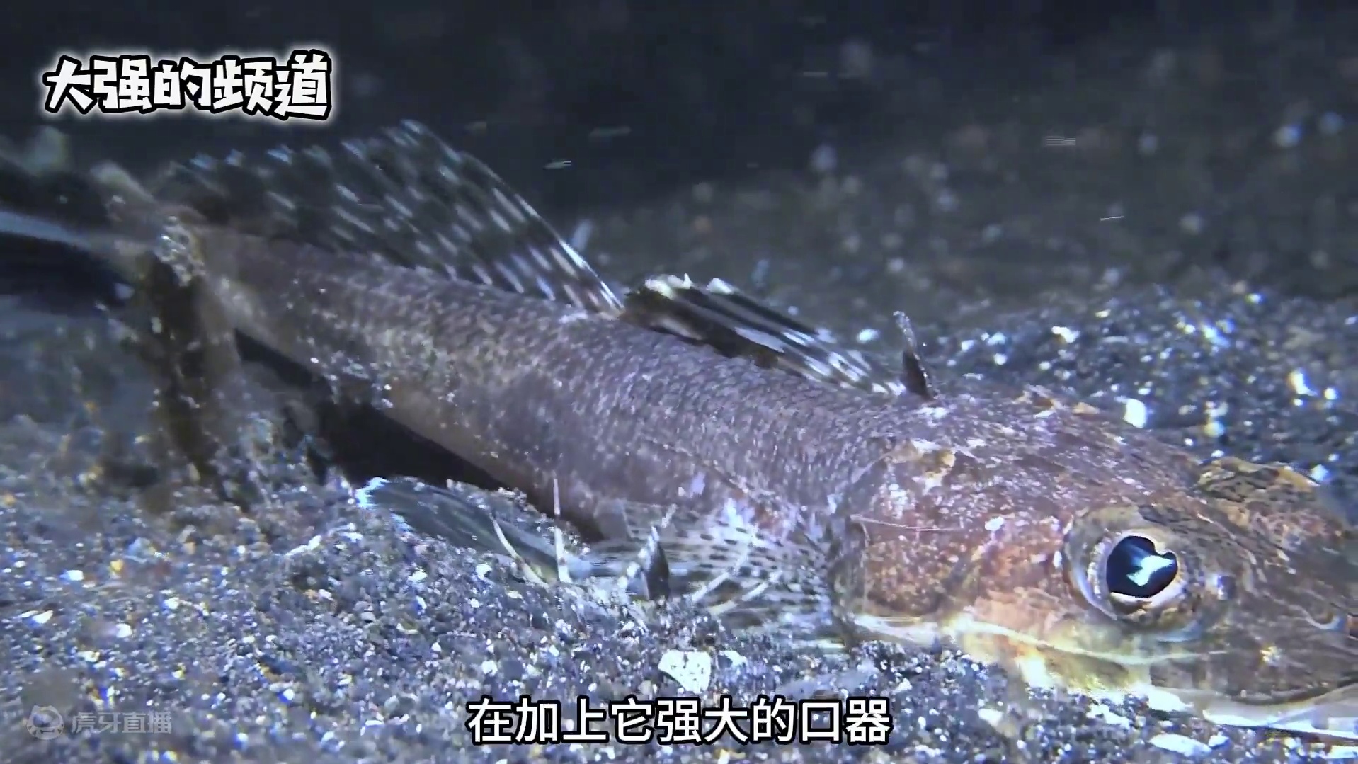 波博比特虫竟然能吞下整只河豚#神奇动物#海洋生物 #动物科普