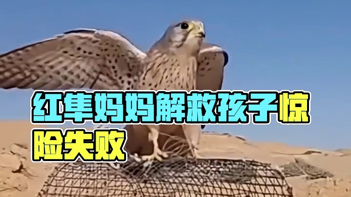 红隼妈妈解救自己的孩子 解救失败 自己也困住了