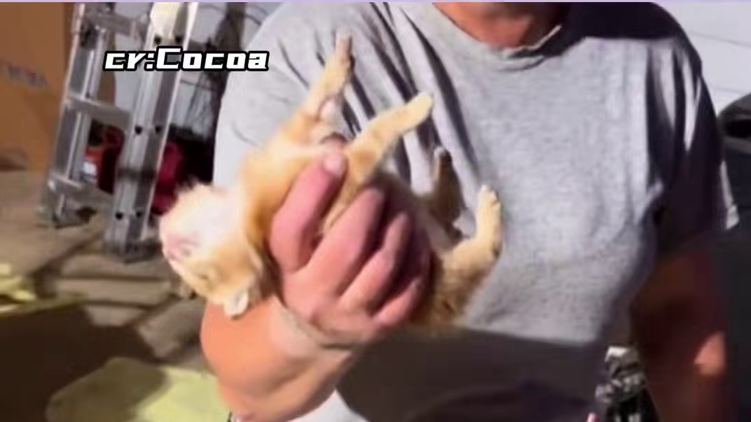 小小橘：我...我恐高啊！！#猫猫 #搞笑 #可爱到爆炸