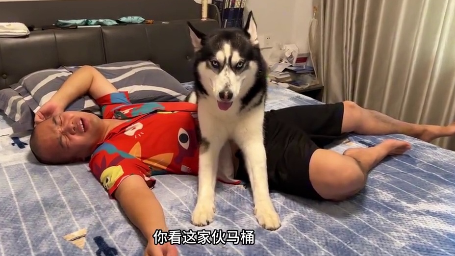 主人睡觉遭遇鬼压床，不料真相却是二哈惹的祸，看完笑得人肚疼 #二哈 #哈士奇 #萌宠出道计划 #狗子