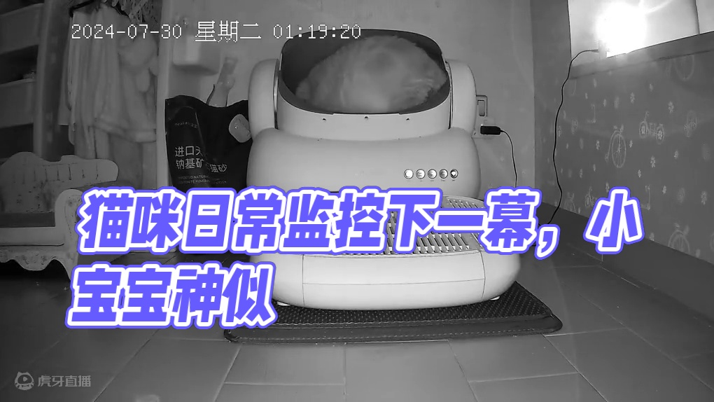 阿蛋，你要醒目点知道吗 #记录猫咪日常 #帮我看下猫 #监控下的一幕 #它真的好像个小宝宝