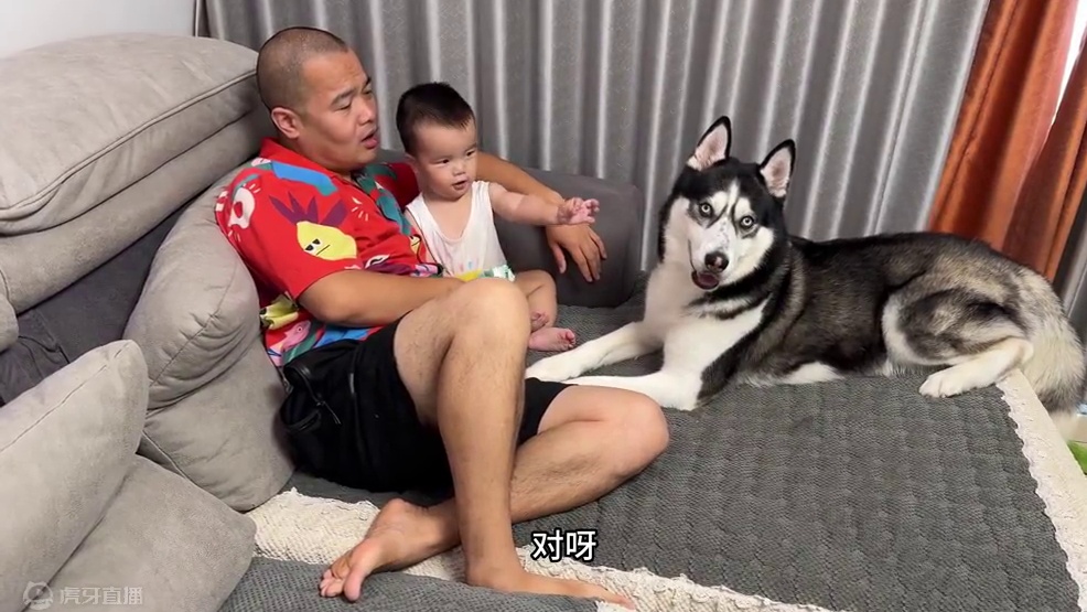 男主抱小主人，二哈居然吃醋了，傻狗接下来的反应看一遍笑一遍 #萌宠出道计划 #二哈 #这个家不能没有