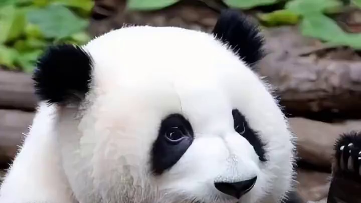 真的不能养一只熊猫吗？ #大熊猫和花 #来这吸熊猫 #大熊猫花花 #花花