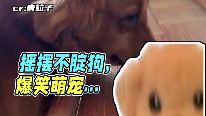 好一个摇摆不腚啊！！#搞笑 #狗狗 #万万没想到