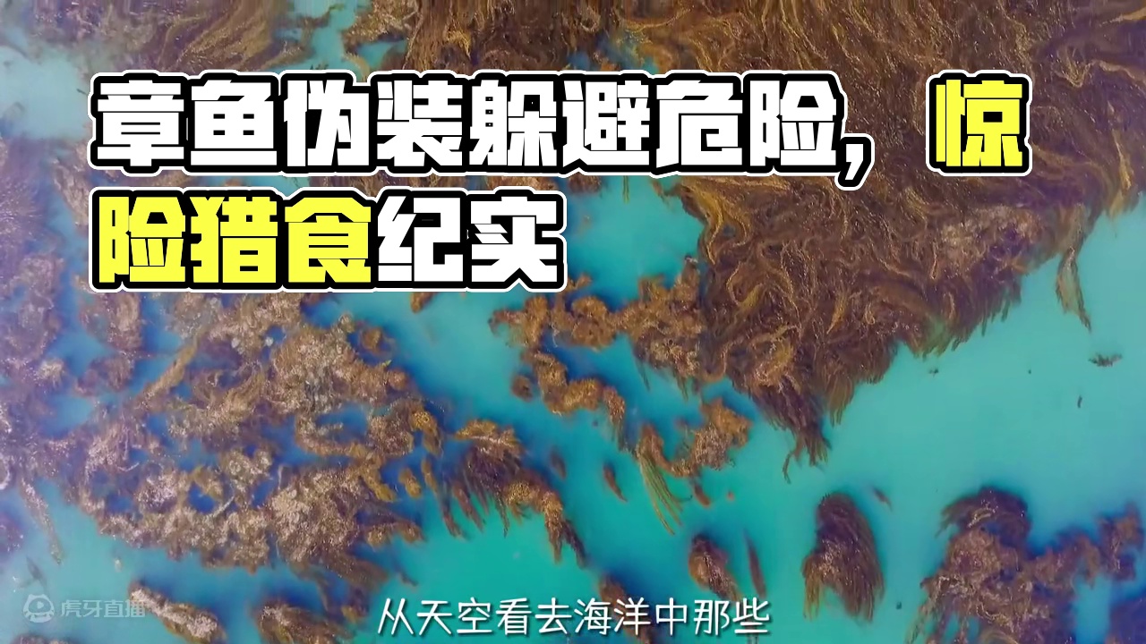 章鱼靠伪装竟然躲过了这么多危险 #动物解说  #纪录片 #海洋生物