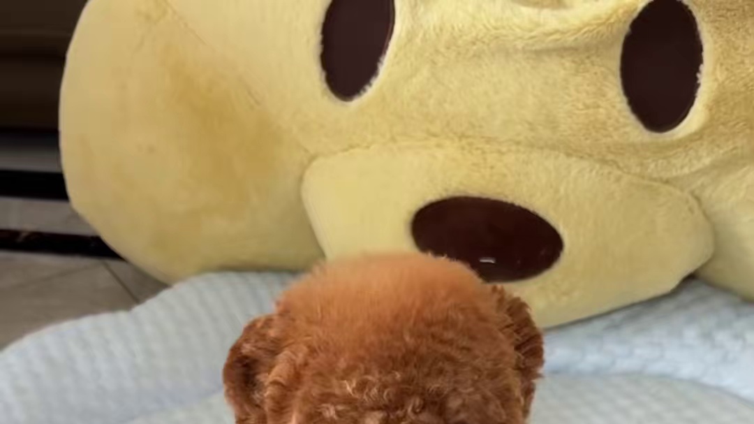 又到小狗体检日啦！ #萌宠日常记录 #狗子日常 #狗狗的心思都写在脸上了