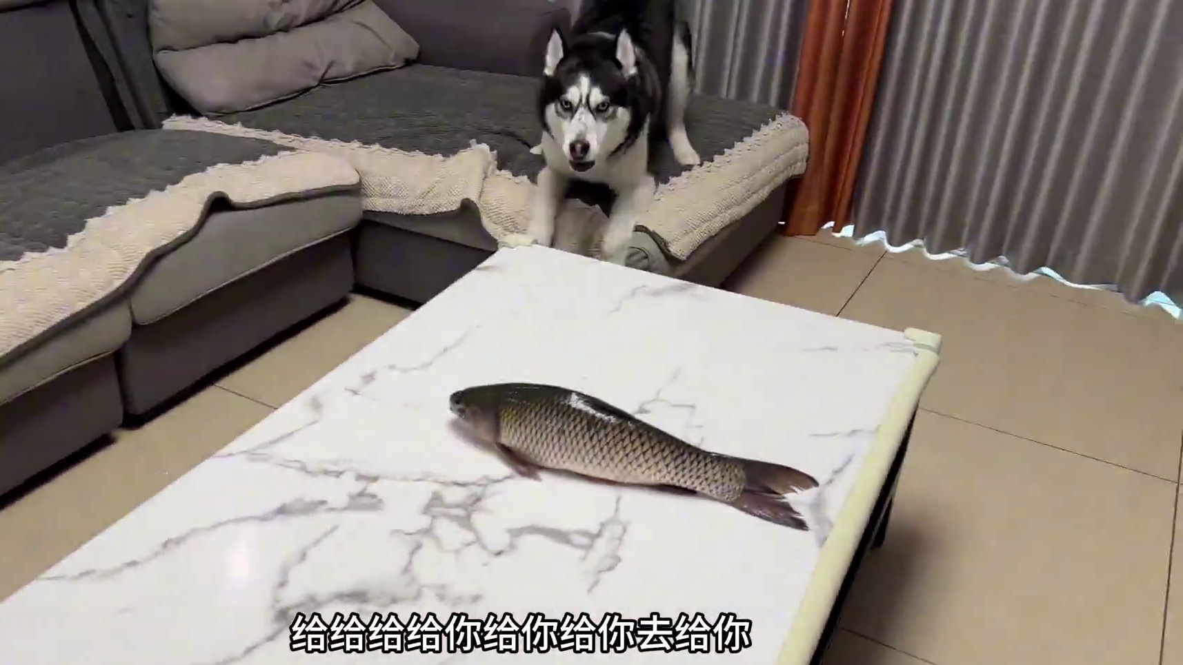 二哈居然被条鱼吓成神经病，当把鱼怼它脸上时，大家千万憋住别笑 #二哈 #萌宠出道计划 #狗狗的心思都