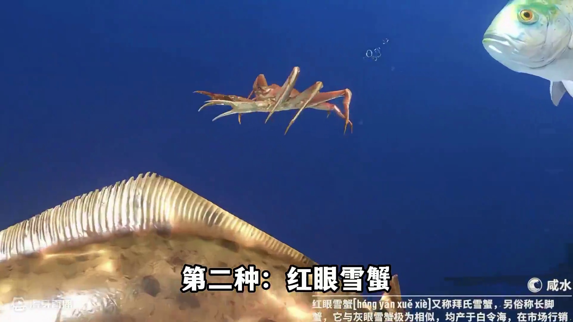 钓鱼大师里的鱼现实中长什么样？ #钓鱼 #欢乐钓鱼大师