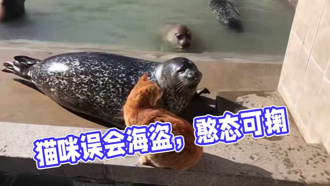 猫咪：他先动手的啊 #动物的迷惑行为 #猫咪 #搞笑