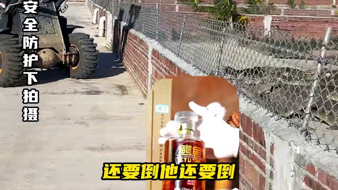 铲车喂鳄鱼名场面#鳄鱼 #鳄珍鳄鱼酒 #鳄鱼养殖场