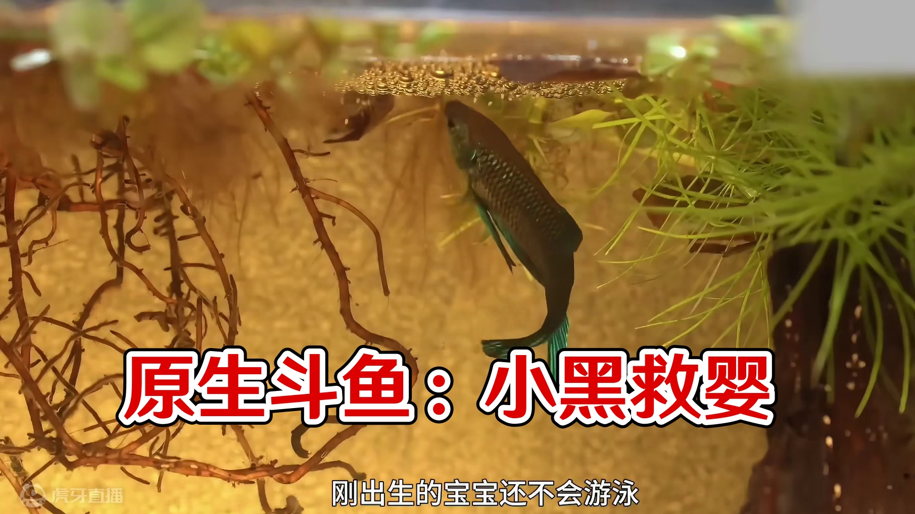 养一种原生斗鱼二