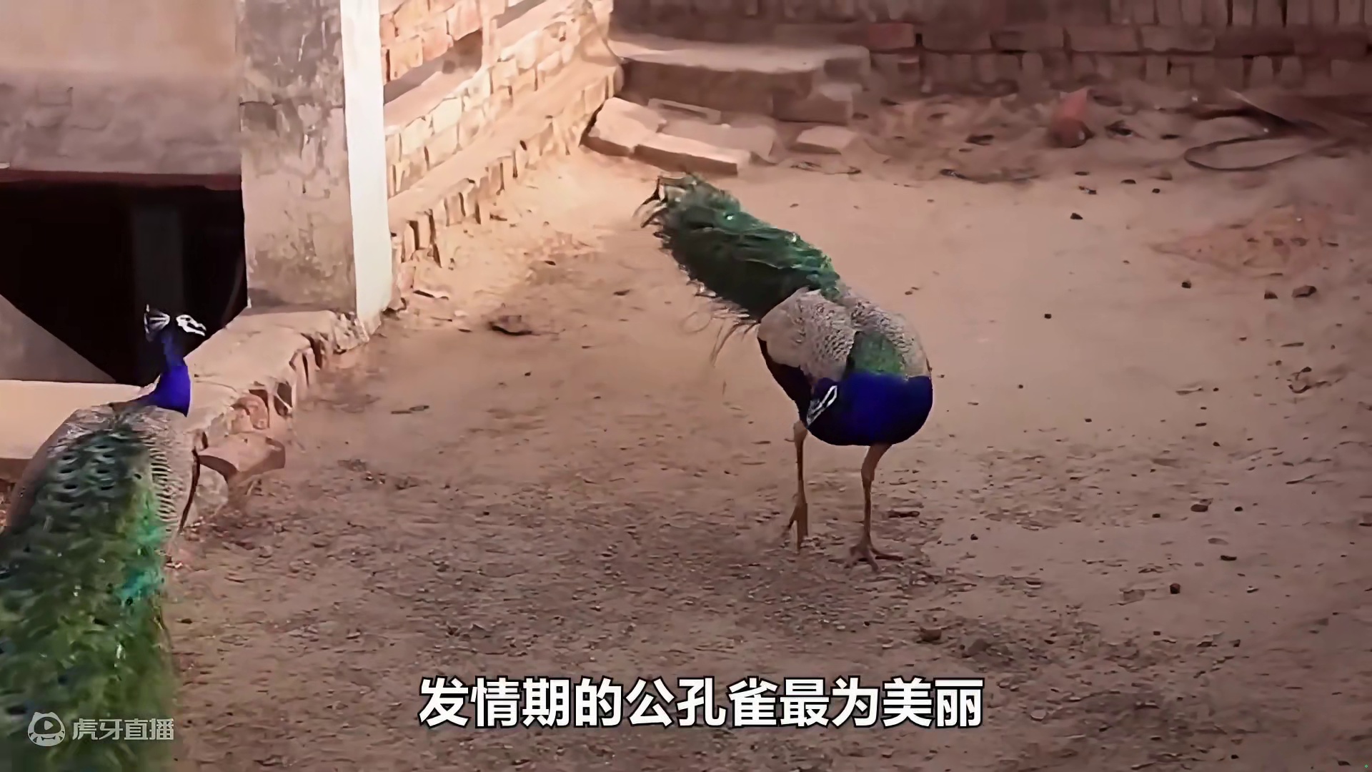 <第1/3集>孔雀的人工养殖，不可思议的收获 #孔雀 #纪录片解说