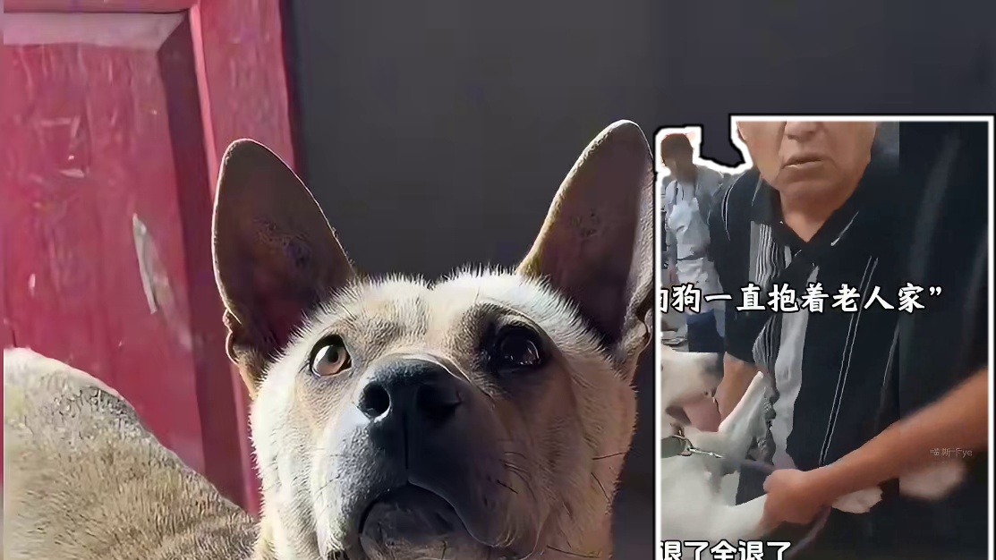 狗狗的世界很小，你对狗狗来说就是全部！ #治愈#暖心#狗狗#狗狗是人类最忠实的朋友