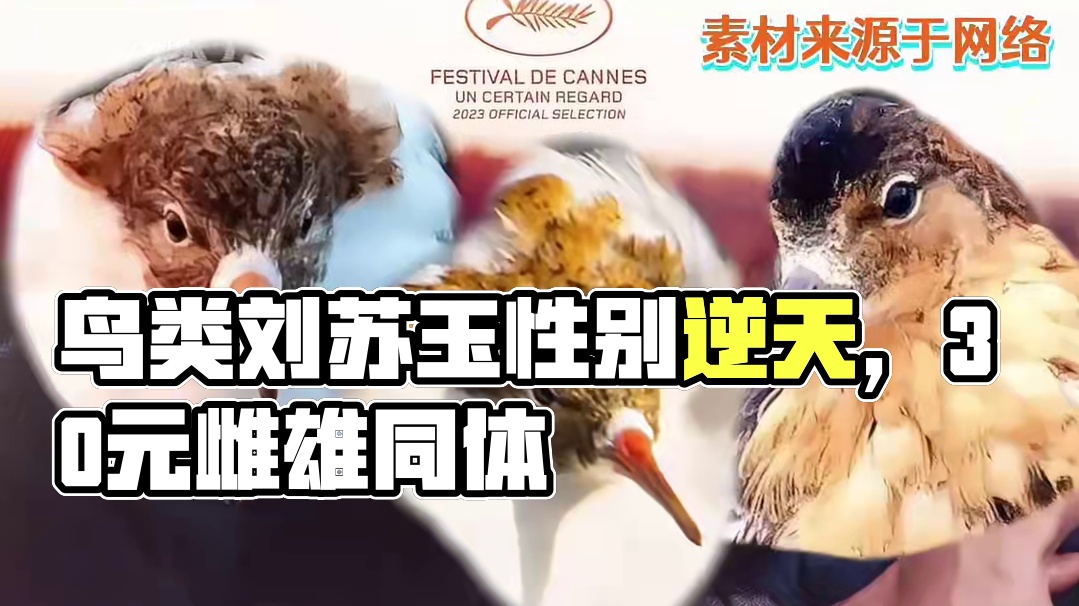 鸟也可以燃冬......这世界已经乱成一锅粥了趁热喝了吧……#万万没想到 #震惊 #服了 #流苏鹬 