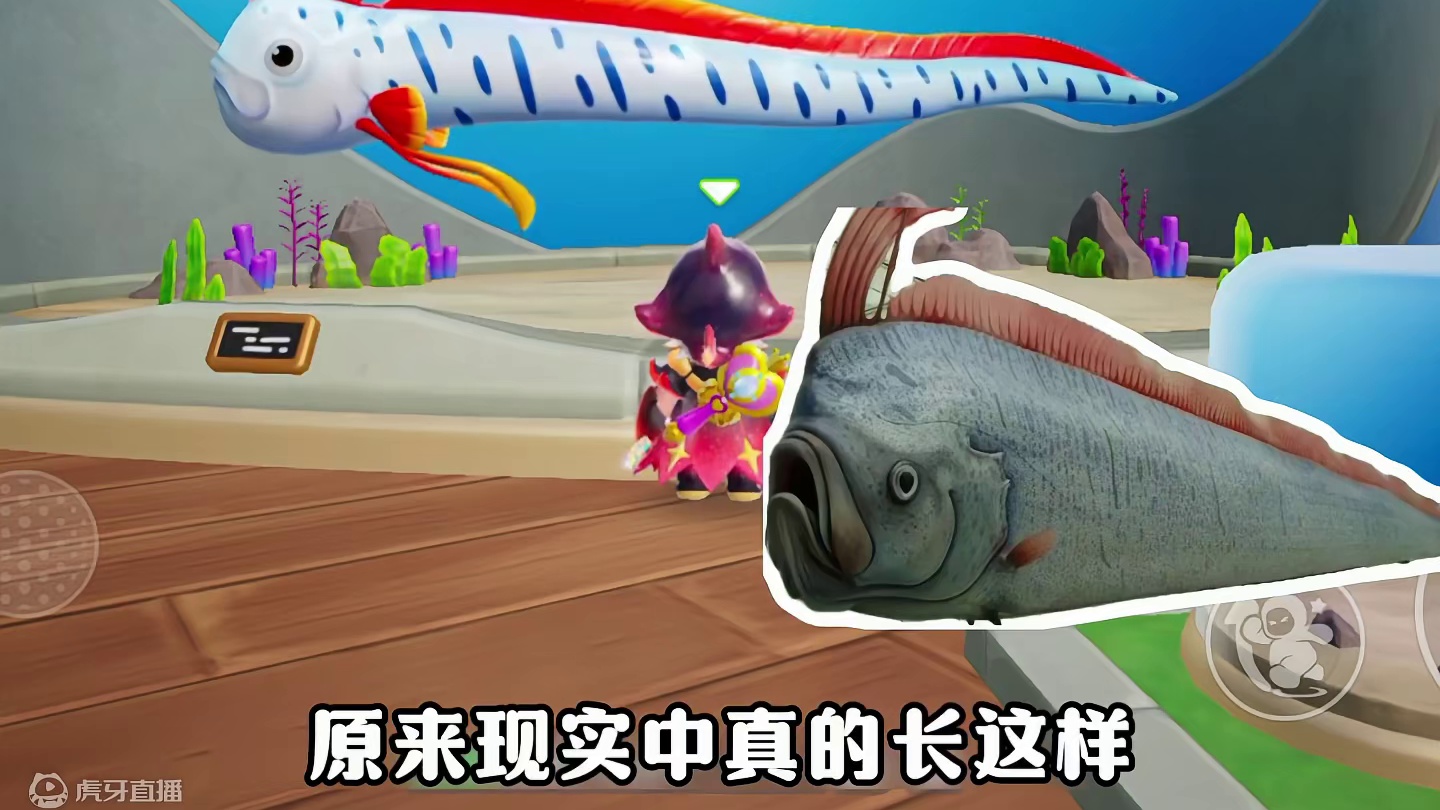 也是在元梦学到新知识了，原来80级皇带鱼真长这样 #元梦之星 #元梦之星甜心乐园赛季  #畅玩元梦夏