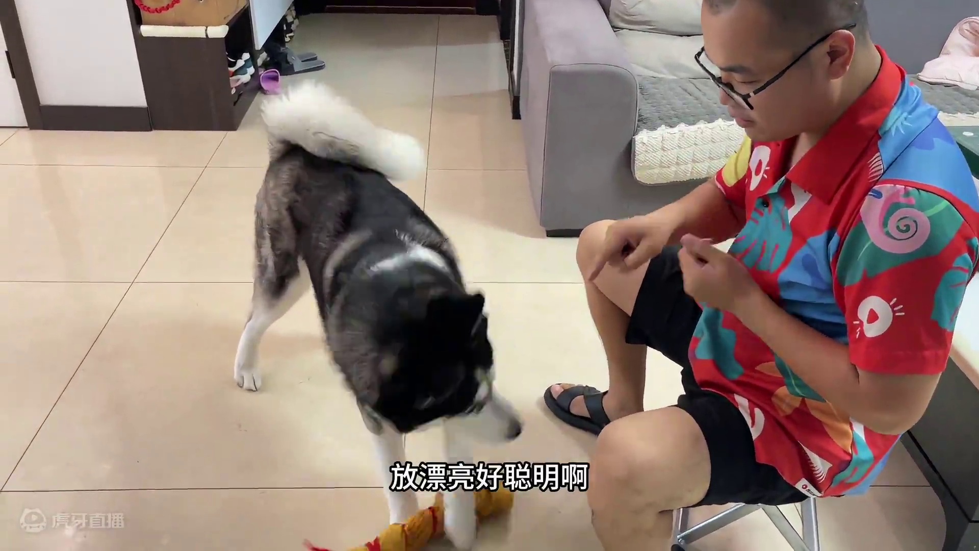 主人非要训练二哈技能，结果二哈直接把道具给拆了，笑得我脸疼 #二哈 #哈士奇 #萌宠出道计划 #神奇