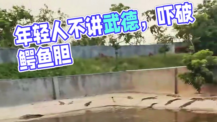 鳄鱼：胆都吓破，年轻人不讲武德#鳄鱼 #鳄珍 #鳄珍鳄鱼酒 #鳄鱼养殖场