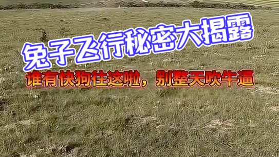 这兔子是会飞吗