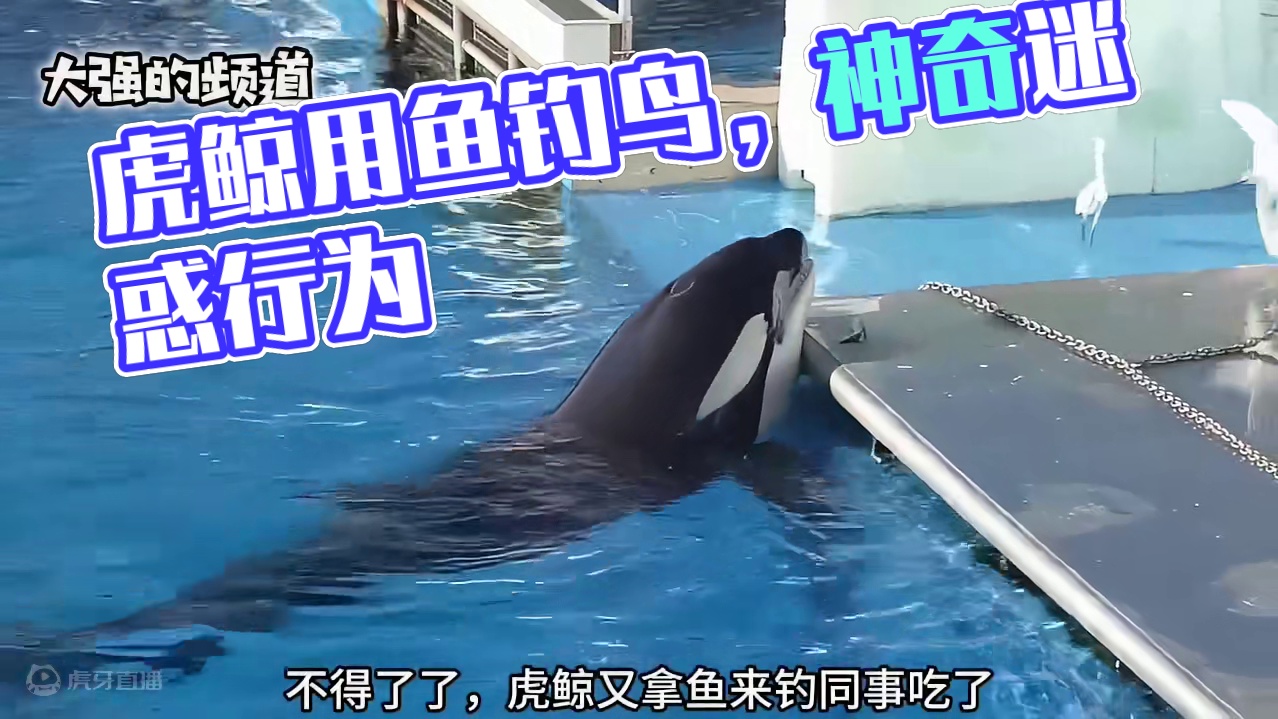 虎鲸用鱼当诱饵，钓鸟吃#野生动物零距离 #动物的迷惑行为 #神奇动物