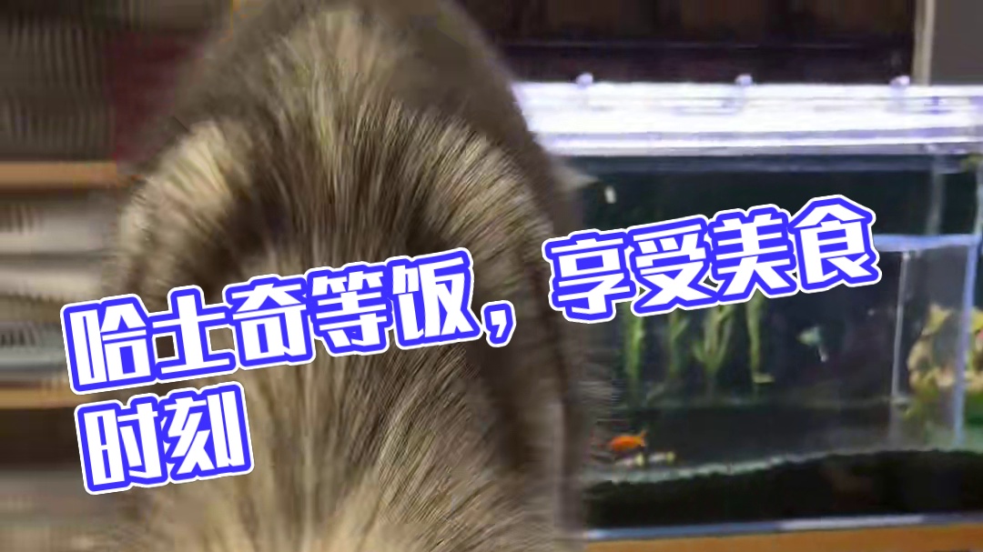 7个月哈士奇乖乖等饭~~等过头了 #狗狗 #汪星人的精致生活 #宅家治愈记 #干饭狗的日常 #万物可