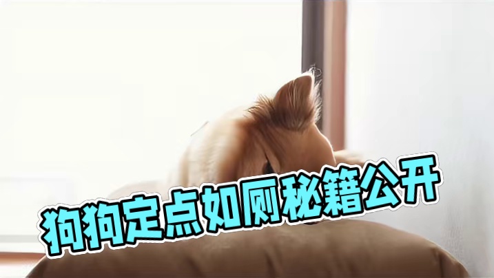 《轻松教会狗狗定点如厕：秘籍大公开》