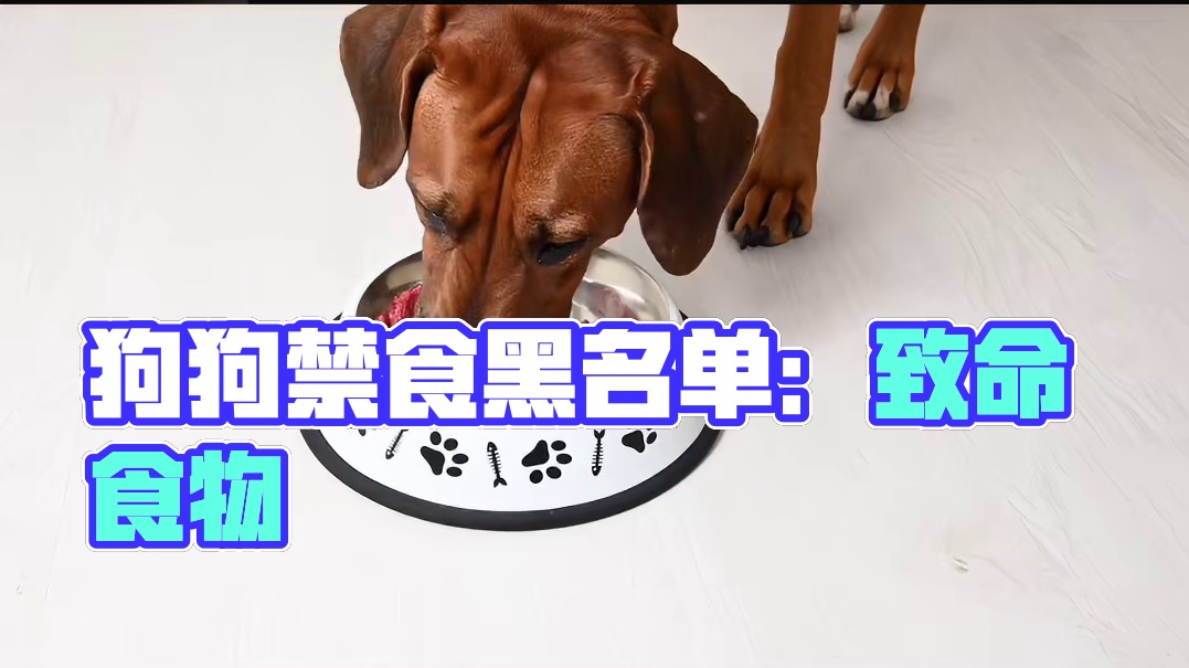 狗狗禁食黑名单：致命诱惑巧克力