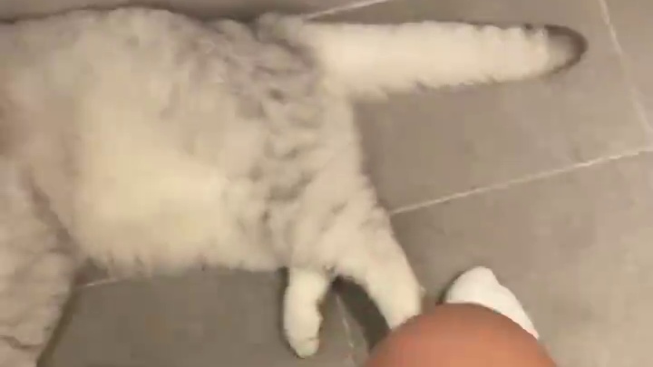 在小猫眼里人类是可以活几百年的守护神 #万物可爱计划  #萌宠养成记  #猫猫过节八方来贺