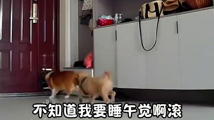 头一次碰见这么喜欢串门的柯基！！#狗狗 #可爱到爆炸