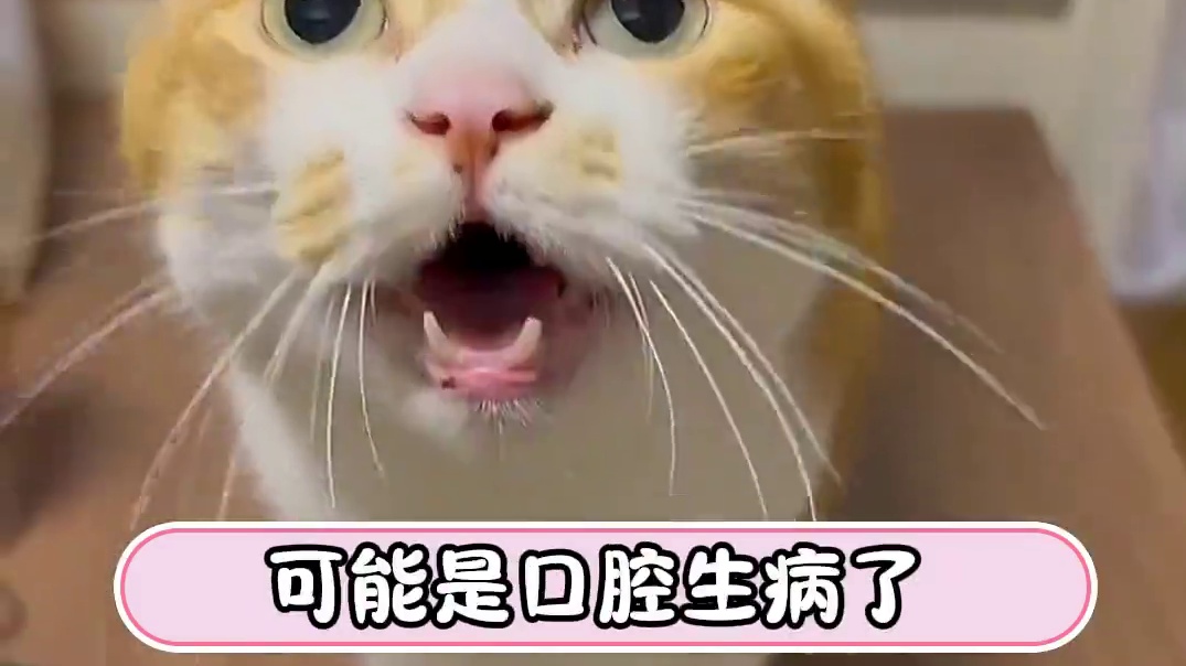 猫猫，滂臭啊兄弟！！#猫猫 #搞笑 #又菜又爱玩