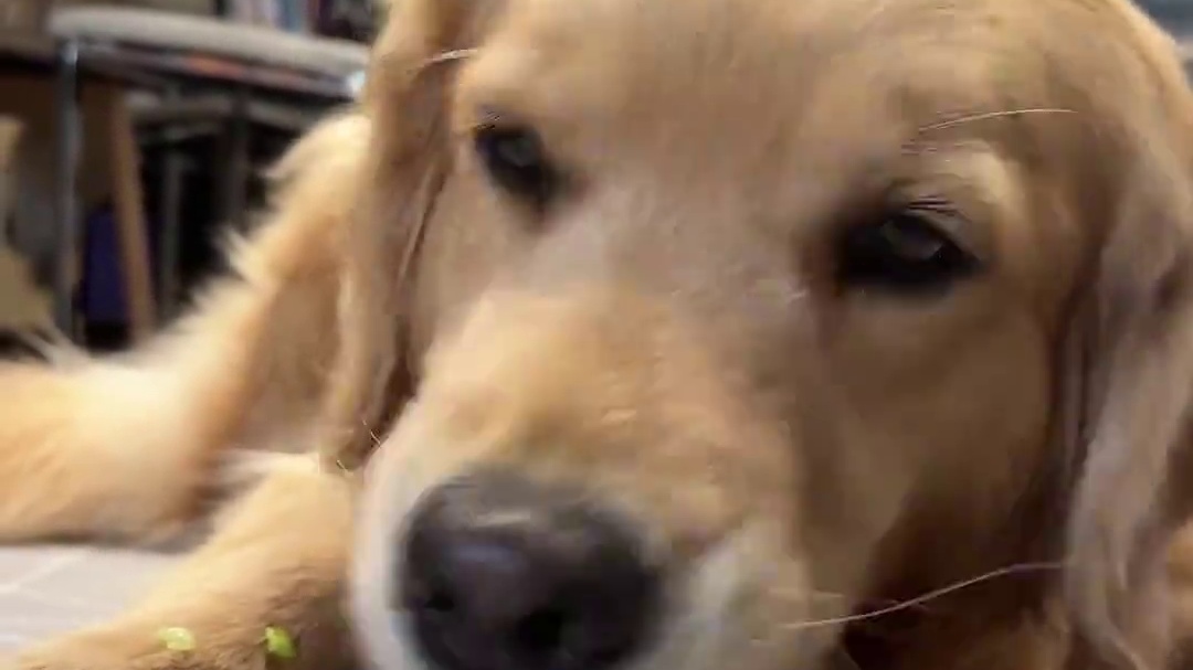 轻断食今天~整天只有蔬菜吃~ 今天除了轻断食，一会再出去游泳健身~ 完美的一天#汪星人的精致生活 #