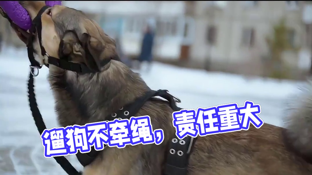 遛狗不牵绳，伤人谁之过