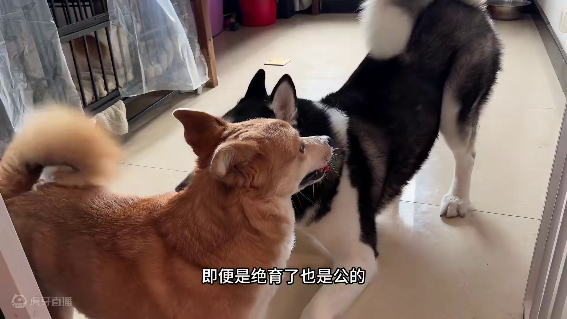 二哈表白好兄弟被拒，居然恼羞成怒疯狂骂街，傻狗笑死人不偿命啊 #二哈 #哈士奇 #萌宠出道计划 #神