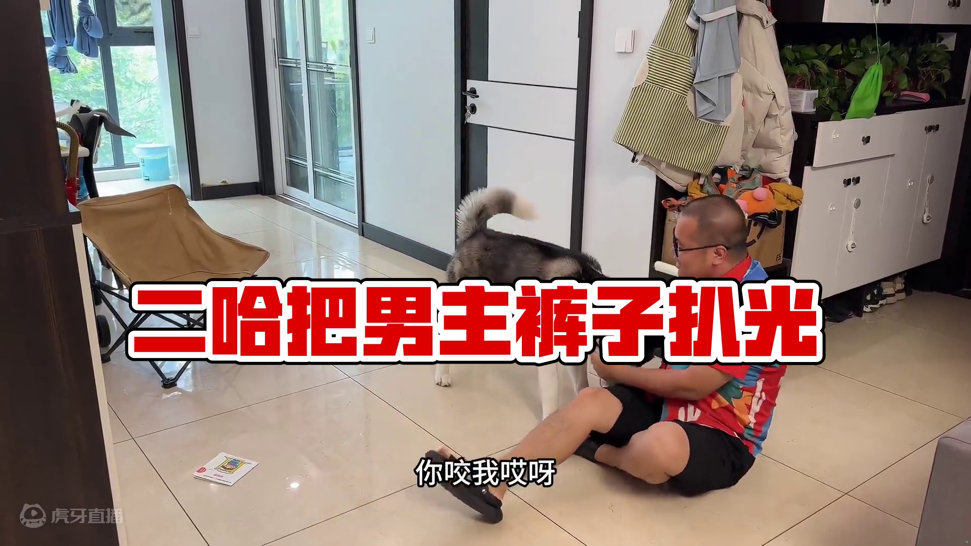 二哈和男主打架，当它把男主裤子扒掉那一刻，你们都忍住别笑 #二哈 #我和我的狗 #哈士奇 #萌宠出道