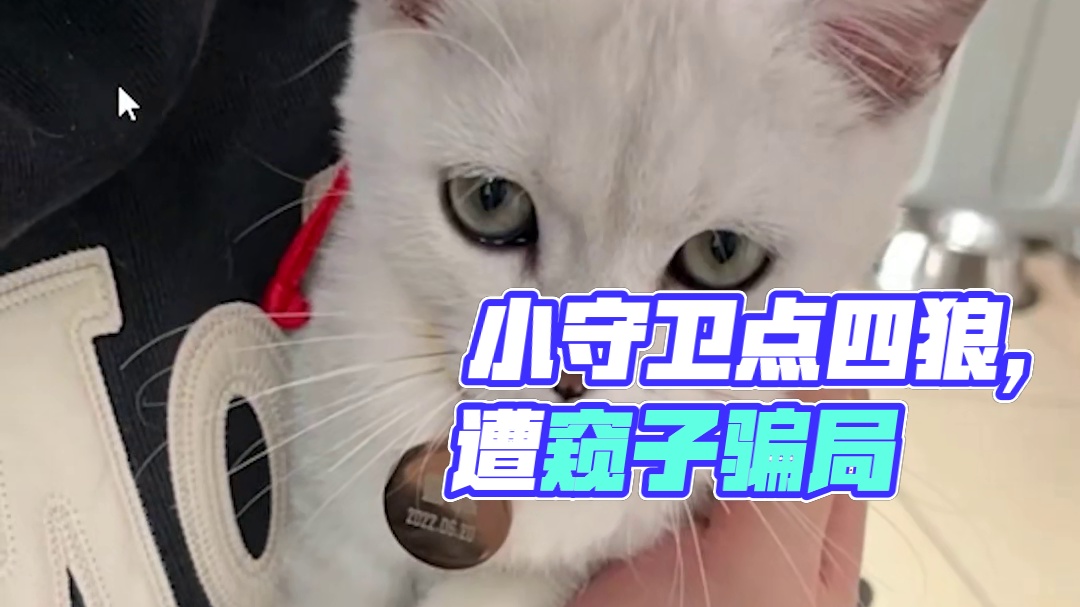 【狼人杀】小守卫点完四狼，为了防一手窥子又日常骗弹幕