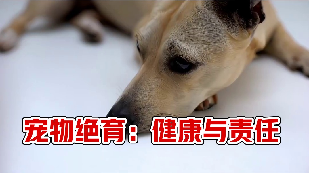 宠物绝育：爱还是剥夺